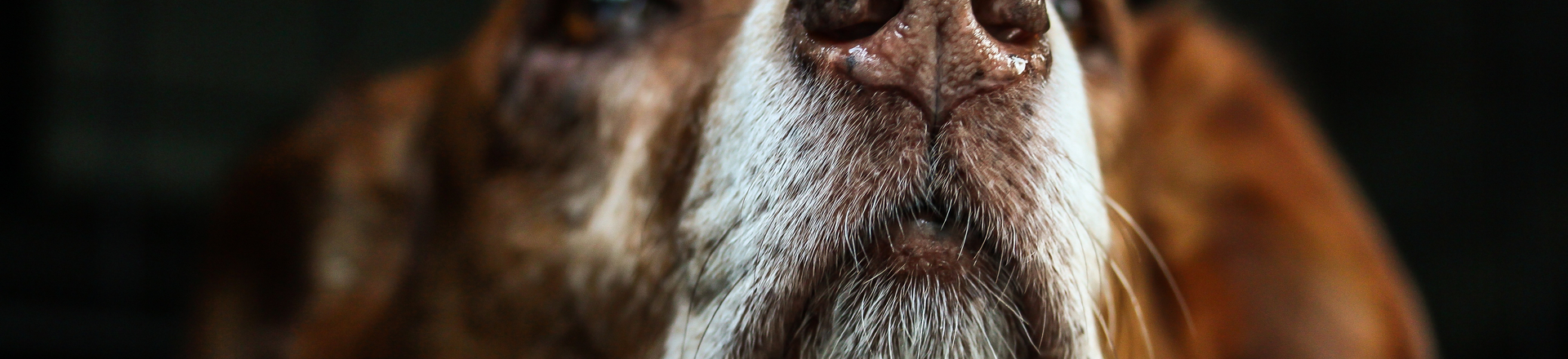 Canva   close up photography of short coated brown and white dog